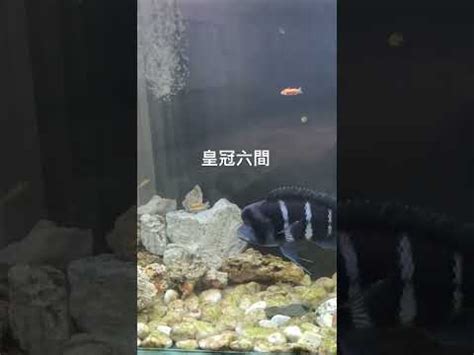 皇冠六間混養|皇冠六間魚的飼養注意事項,水質